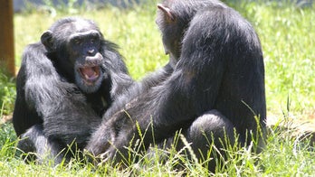 Chimps suffer same heart condition that kills young athletes