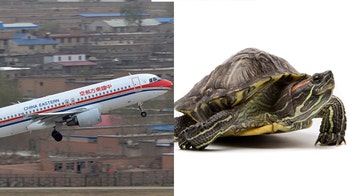 Airline workers busted for turtle-smuggling operation