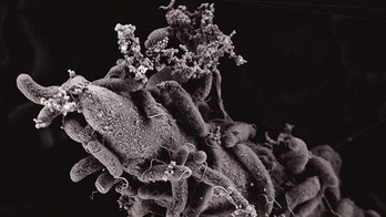 Cholera bacteria spear their prey to grab genes