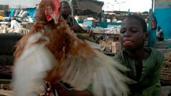 Nigeria H5N1 bird flu now in 7 states, suspected in 140,000 birds