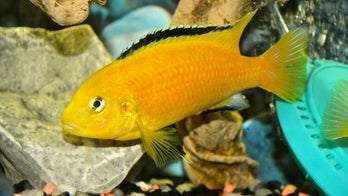 Brainy fish remember tasty treats for 12 days