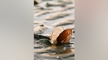 Study finds contagious cancers can spread among several species of shellfish