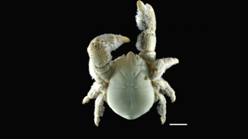 'Yeti' crab grows its own food, lives in Antarctic spa