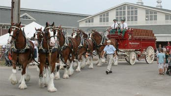 A day in the life of a Budweiser Clydesdale