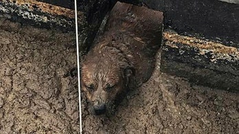 Dog rescued after getting stuck at smelly Colorado wastewater treatment plant