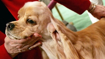 Mexican Dog Survives Machete Attack – Seeks New Home in Canada