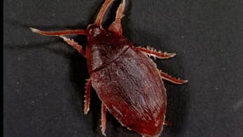 Man Finds Cockroach Embedded in Throat Lozenge