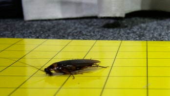 The benefits of roaches? Babies exposed to dirt and germs may have less allergies