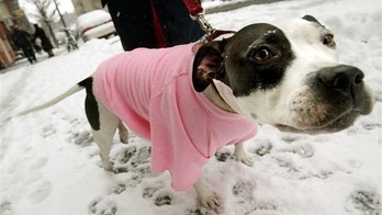 How to Protect Your Pets During the Winter
