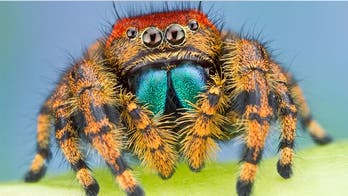 Bugging out: Up close and personal with icky insects