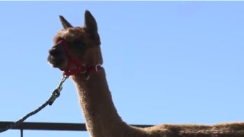 Lost alpaca looking for its owner in Colorado