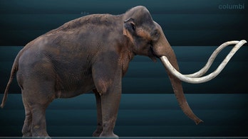 Don’t bring back the mammoth, scientist warns