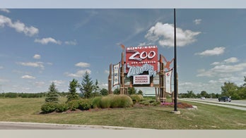 Crowd watches crews perform CPR on alligator in failed attempt to save its life