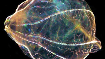 Researchers studying 'aliens of the sea' to uncover secrets of regeneration