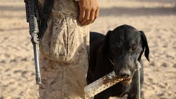 Military working dogs now guaranteed a trip home with their handlers