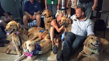 Golden retrievers deployed to Orlando to comfort shooting survivors