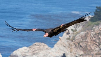 Yurok Tribe to release condors in California