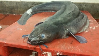 Massive 7-foot-long eel caught in UK almost breaks record