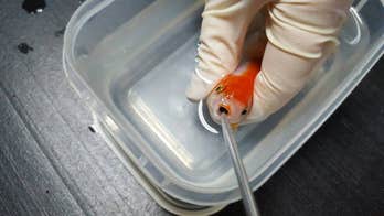 Woman pays $375 to save $9 goldfish after it chokes on pebble