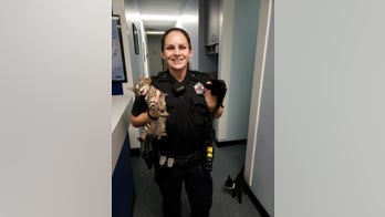 Texas deputy finds 'starving' kittens in gym bag