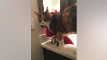 Cat's mutilated body found scattered throughout Sacramento neighborhood