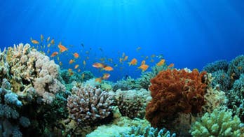 Drug derived from Caribbean reefs may treat psoriasis, MS