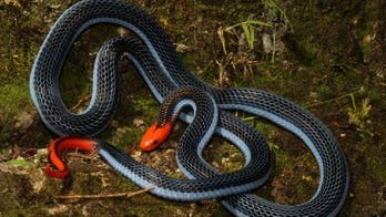 Beautiful 'freak' snake may ease your pain one day