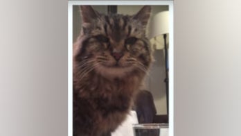 World's oldest cat may have run out of nine lives