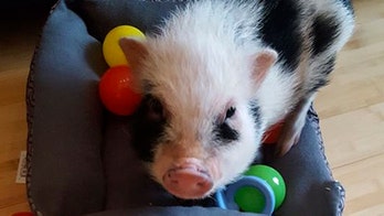 15-pound pet pig Spam 'pignapped' during break-in