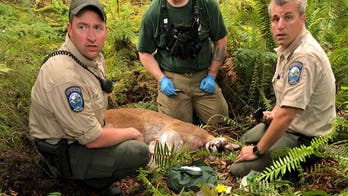 Cougar in Washington that killed biker, injured another was 'emaciated,' authorities say