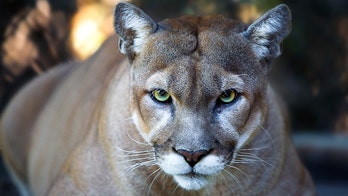 Third cougar captured amid city's coronavirus lockdown
