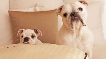 America's most luxurious pet-friendly hotels