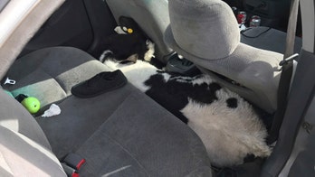 Holy cow! California police find 2 calves crammed inside car
