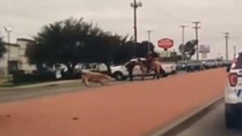 Steer gets a taste of freedom after escaping butcher shop