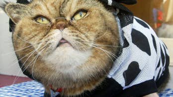 12 Pictures of Animals in Clothes for National 'Dress Up Your Pet Day'