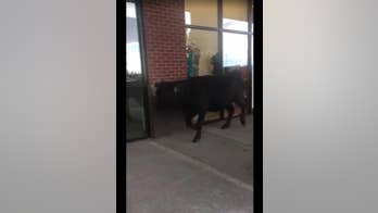 West Virginian officials capture cattle on the loose in parking lot