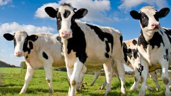 FDA calls for limits on antibiotics given to animals