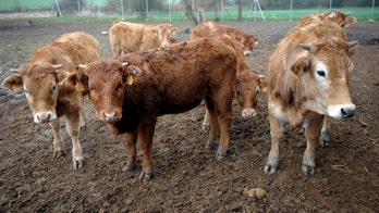 Human 'mad cow disease': 1 in 2,000 Brits carry abnormal protein
