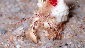 Christmas creature: 'Candy cane' crab discovered in the Caribbean