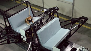 Subaru looking to improve animal safety in cars