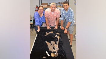 Giant, dinosaur-eating crocodile discovered in Texas