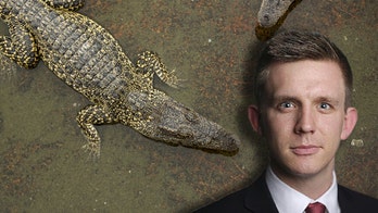 Reporter for prestigious newspaper eaten by crocodile while relieving himself in lagoon