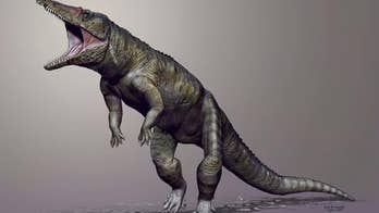 9-foot 'butcher crocodile' likely ruled before dinosaurs