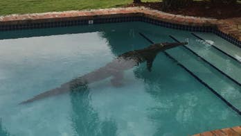 Crocodile takes morning dip in Florida swimming pool