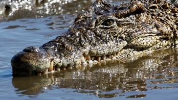 Crocodile stoned to death in horrific attack at Tunisian zoo