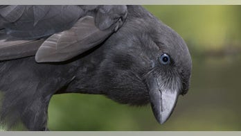 Scientists give new lease on life for near-extinct Hawaiian crow