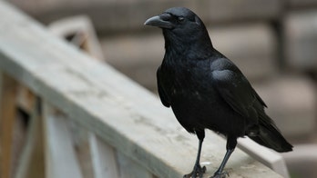 French theme park training crows to clean up trash, cigarette butts
