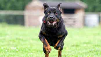 Why Your Neighbors Hate Your Pets -- and What to Do About It