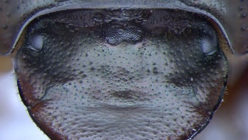 'Cyclops' beetle grows third eye on its head