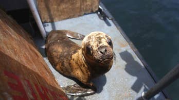 Environmentalists free orphaned sea lions near Peru capital